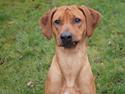 Rhodesian ridgeback Malou