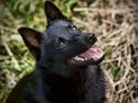 Schipperke Hytting's Ellen (Schiva)