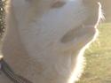 Akita inu K' Kaiser Go Akogareno
