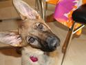 Schæferhund Team Englund`s Cookie