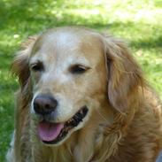 Golden retriever Molli