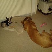 Chinese crested hårløs Penny Lane