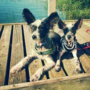 Chinese crested hårløs Penny Lane