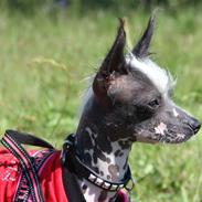 Chinese crested hårløs Penny Lane