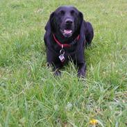 Labrador retriever Rana Schirmer 