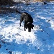 Labrador retriever Rana Schirmer 