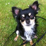 Chihuahua Pago Pjevsen *Delehund*