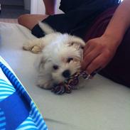 Malteser Malte
