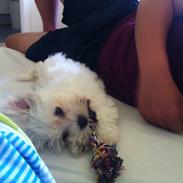 Malteser Malte