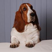 Basset hound Sally