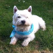 West highland white terrier Sigurd