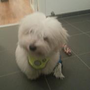Coton de tulear Lucky
