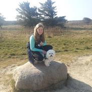 Coton de tulear Lucky