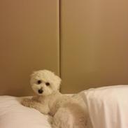 Coton de tulear Lucky