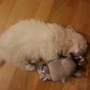 Coton de tulear Lucky