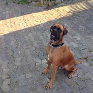 Boxer Bongo 