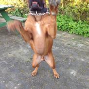 Boxer Bongo 