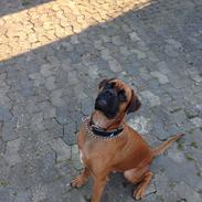 Boxer Bongo 