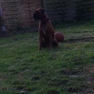Boxer Bongo 