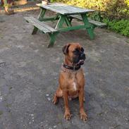 Boxer Bongo 