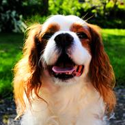 Cavalier king charles spaniel Chico HIMMELHUND