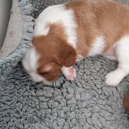 Cavalier king charles spaniel Zelma