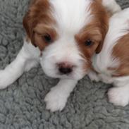 Cavalier king charles spaniel Zelma