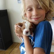 Cavalier king charles spaniel Zelma