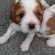 Cavalier king charles spaniel Zelma