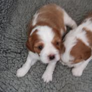 Cavalier king charles spaniel Zelma