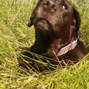 Labrador retriever Molly La Moulin <3