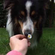 Shetland sheepdog Baloo