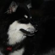 Finsk lapphund Ulla