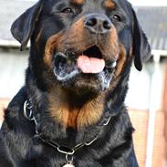 Rottweiler Nica *Himmelhund*