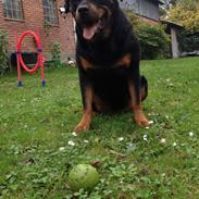 Rottweiler Nica *Himmelhund*