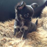 Chihuahua Lucky