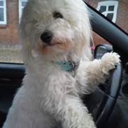 Coton de tulear Balou