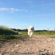 Coton de tulear Balou