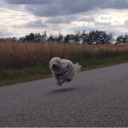 Coton de tulear Balou