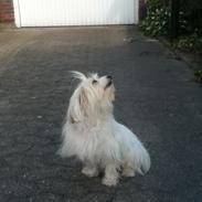 Coton de tulear Burgaardens Frida