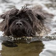 Cairn terrier Citta