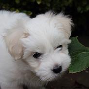 Coton de tulear Wilma ( Bøg's Canis Bright Luna) 