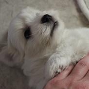 Coton de tulear Wilma ( Bøg's Canis Bright Luna) 