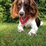 Field Trial spaniel Carlos (Carl Olsen)