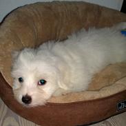 Coton de tulear Lui