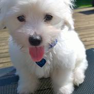 Coton de tulear Lui