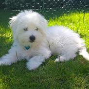 Coton de tulear Lui