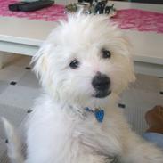 Coton de tulear Lui