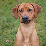 Rhodesian ridgeback Malou