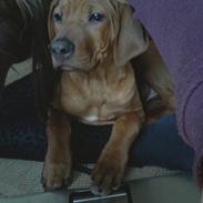 Rhodesian ridgeback Malou